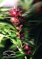 Twilight Feminized Seeds - Image 3