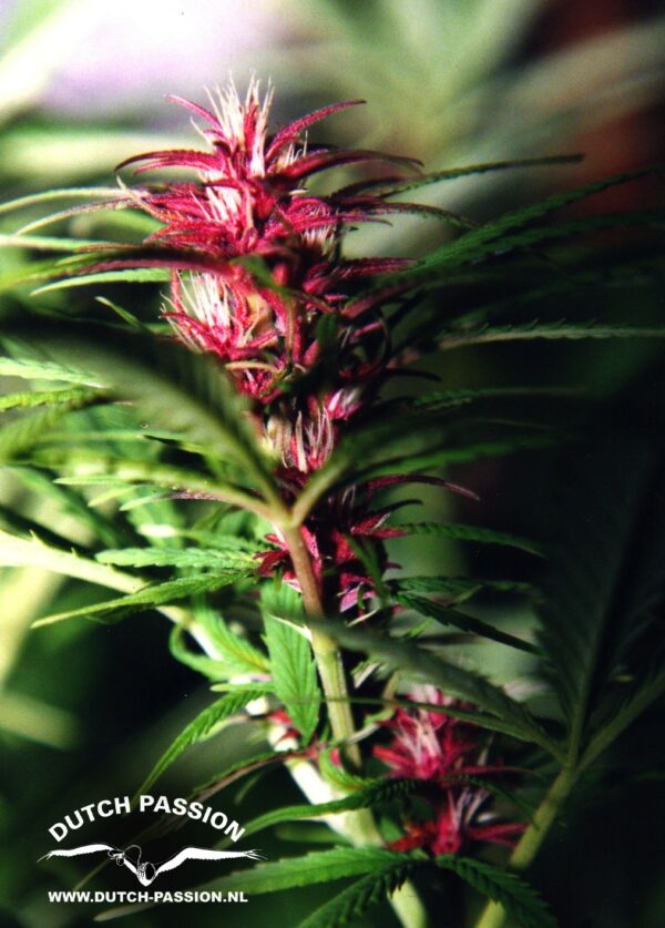 Twilight Feminized Seeds - Image 3