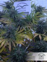 Twilight Feminized Seeds - Image 4