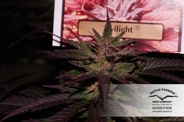 Twilight Feminized Seeds - Image 5