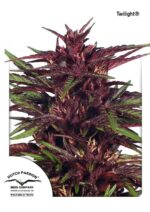 Twilight Feminized Seeds