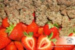 Strawberry Cough Feminized Seeds - Image 4