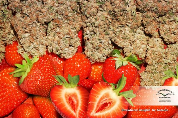 Strawberry Cough Feminized Seeds - Image 4