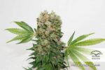 Strawberry Cough Feminized Seeds - Image 2