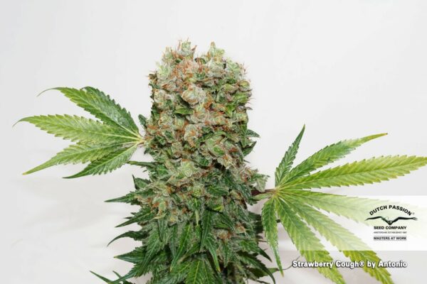 Strawberry Cough Feminized Seeds - Image 2