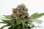 Strawberry Cough Feminized Seeds - Image 5