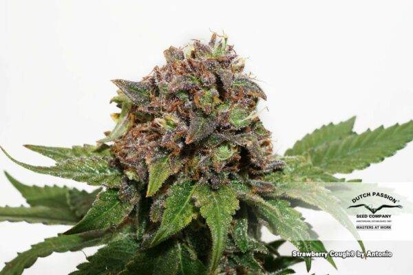 Strawberry Cough Feminized Seeds - Image 5