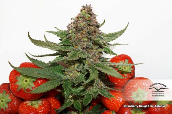 Strawberry Cough Feminized Seeds - Image 3