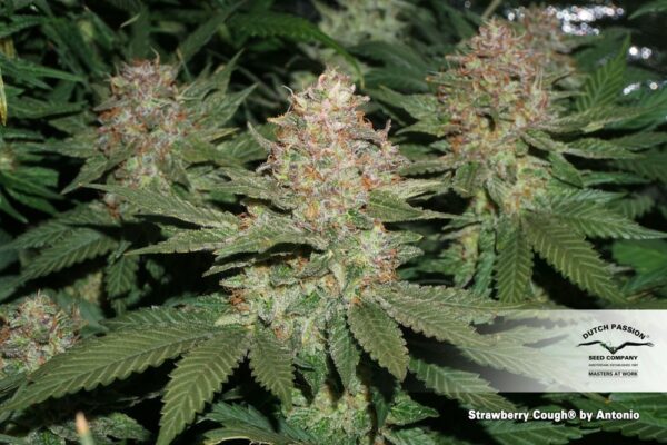 Strawberry Cough Feminized Seeds - Image 6