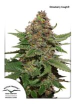 Strawberry Cough Feminized Seeds
