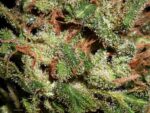 Snow Bud Feminised Seeds - Image 2