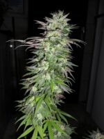 Snow Bud Feminised Seeds - Image 3