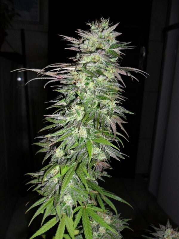 Snow Bud Feminised Seeds - Image 3