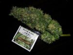 Snow Bud Feminised Seeds - Image 4