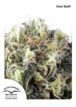Snow Bud Feminised Seeds