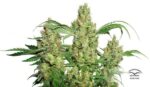 Power Plant Feminized Seeds - Image 2