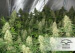 Power Plant Feminized Seeds - Image 3