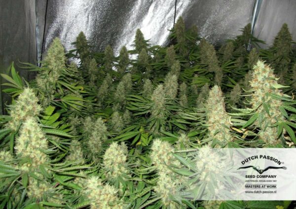 Power Plant Feminized Seeds - Image 3