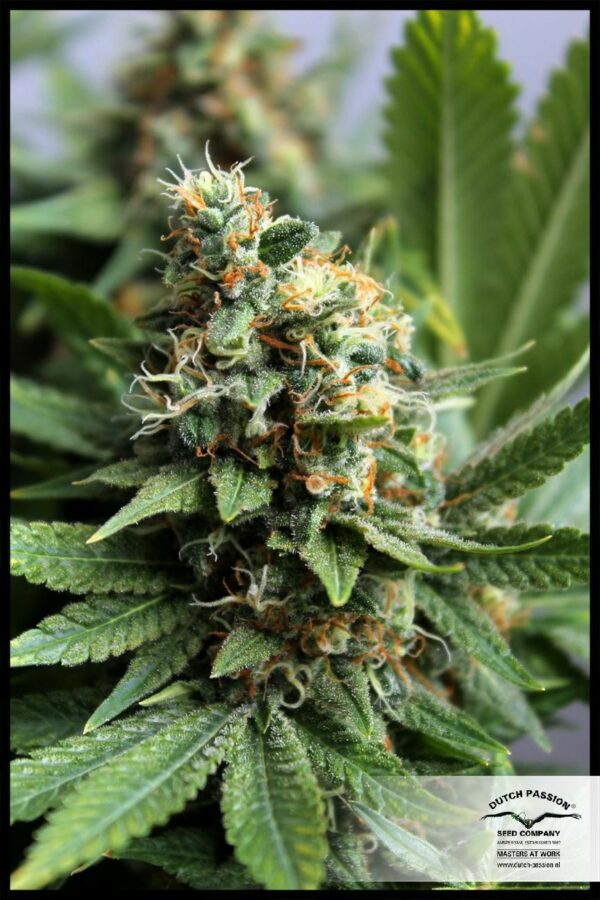 Master Kush Feminised Seeds - Image 4