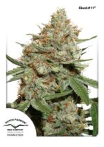 Skunk №11 Feminised Seeds