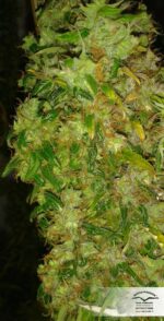 Skunk №11 Feminised Seeds - Image 2