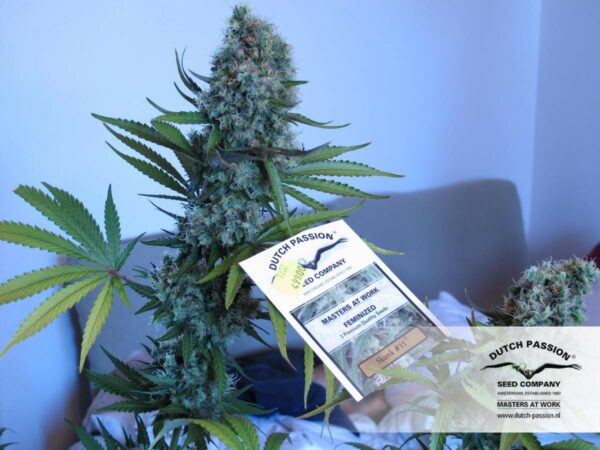 Skunk №11 Feminised Seeds - Image 3