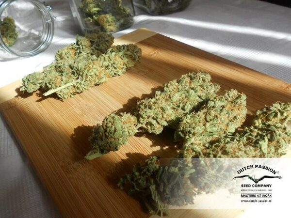 Jorge's Diamond Feminized Seeds - Image 6