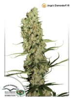 Jorge's Diamond Feminized Seeds