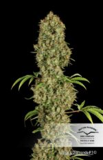 Jorge's Diamond Feminized Seeds - Image 2
