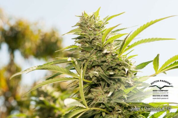 Jorge's Diamond Feminized Seeds - Image 3