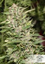 Jorge's Diamond Feminized Seeds - Image 4