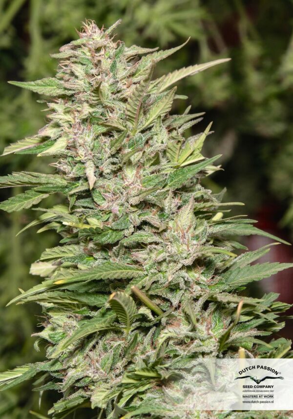 Jorge's Diamond Feminized Seeds - Image 4