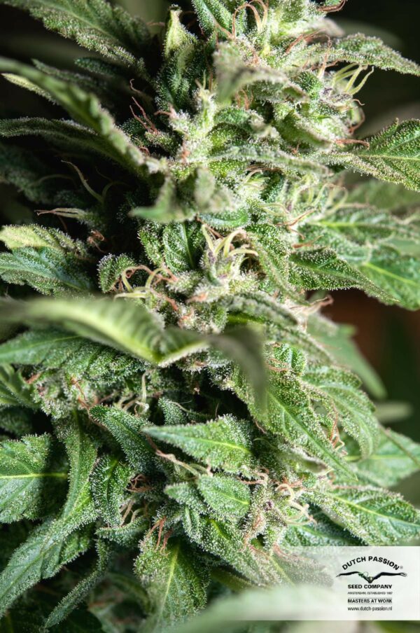 Jorge's Diamond Feminized Seeds - Image 5