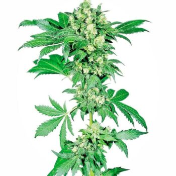 Afghani 1 Regular Seeds - 10