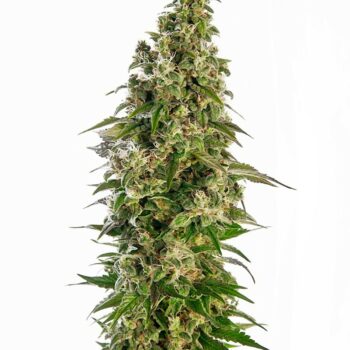 Afghani 1 Auto Feminised Seeds