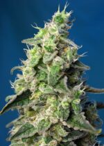 Green Poison XL Auto Feminised Seeds