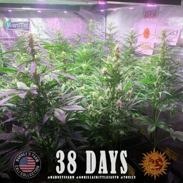 GORILLA ZKITTLEZ AUTO