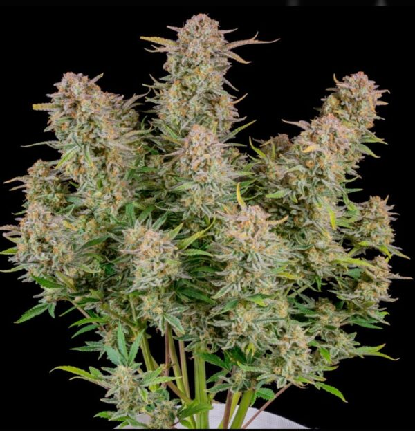 Bruce Banner Auto