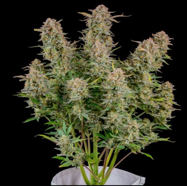 Bruce Banner Auto