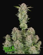 Bruce Banner Auto