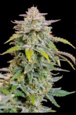 Forbidden Runtz Auto