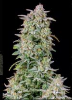 Forbidden Runtz Auto