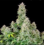 Forbidden Runtz Auto