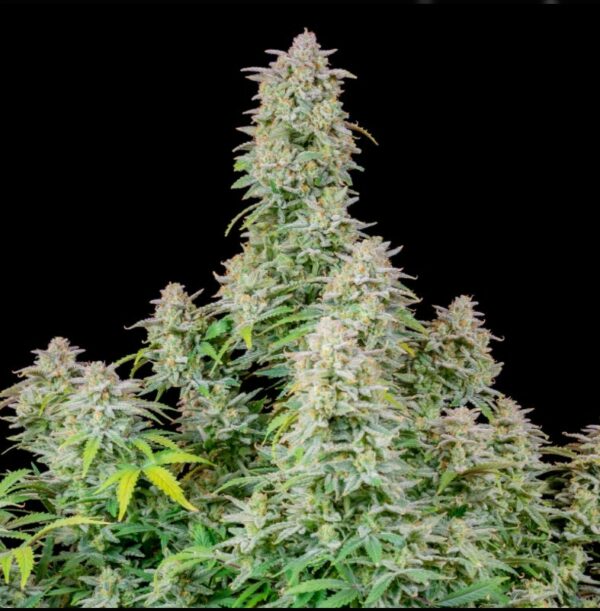 Forbidden Runtz Auto