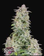 Forbidden Runtz Auto